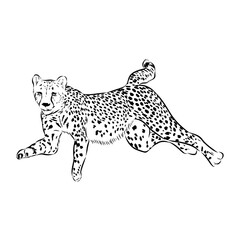 cheetah, vector sketch