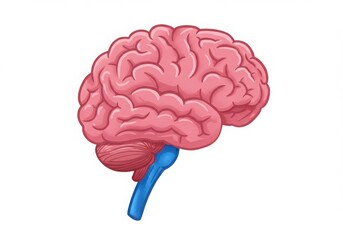 Illustration of a human brain anatomy