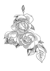 Obraz premium The illustration of hand-drawn rose.