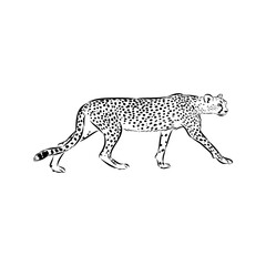 cheetah, vector sketch