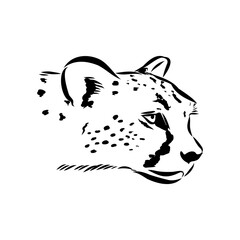cheetah, vector sketch