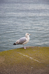 Seagull standing on sandy beach with soft waves and clear blue sea in background. Close-up. Baltic sea, coast of Gdansk beach, Poland. Background, screensaver.
