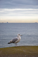 Seagull standing on sandy beach with soft waves and clear blue sea in background. Close-up. Baltic sea, coast of Gdansk beach, Poland. Background, screensaver.