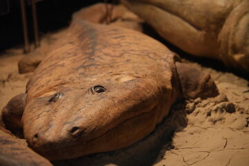 Realistic Replica of a Temnospondyl Fossil