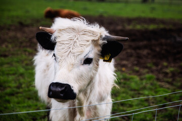 Portrait of a Baby Cow