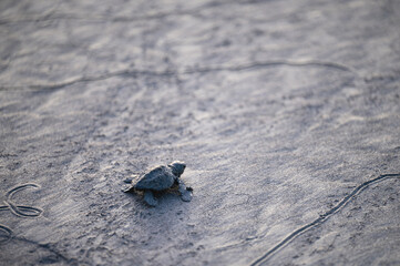 Baby sea turtle crawl on beach sand