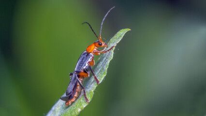 bug on a leaf
