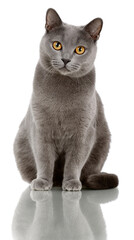 Elegant gray british shorthair cat with amber eyes on reflective surface