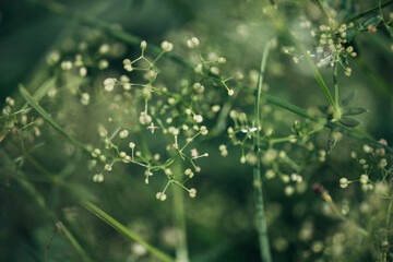 A close up of a green plant with many small flowers