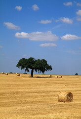 Portugal, Alentejo Region, Evora. Solitary cork oak tree - Quercus suber, standing in a field of...