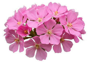 A cluster of vibrant pink phlox blossoms, isolated on transparent background