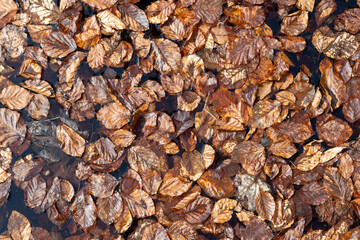 autumn leaves