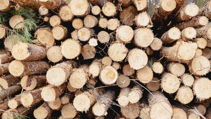  Wooden Logs with Forest on Background, birch tree logs close-up. Environmental damage, ecological issues, ecology, nature, wood, deforestation, alternative energy, lumber industry.