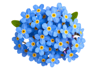 Top View of Blue Flower Cluster with Leaf Accents and Natural Imperfections, isolated on a transparent background