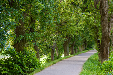 tunnel path among lime trees in summer. longest linden alley in europe. green urban environment