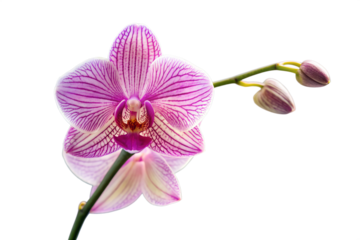 pink orchid isolated on white