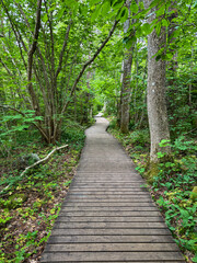 Boardwalk Cutting Through Green Wilderness in Strandvika