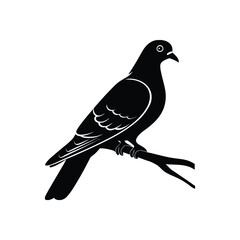 Pigeon sitting on branch