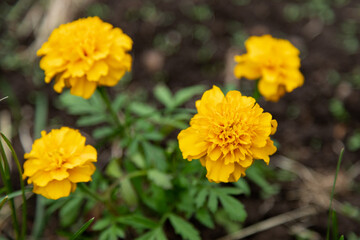  Marigold Flower yellow natural colorful