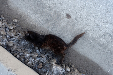Close-up of a black cat that died after being hit by a car on the side of the main road,