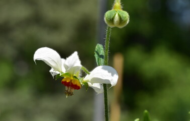Blüte und Knospe einer Ziegelroten Brennwinde