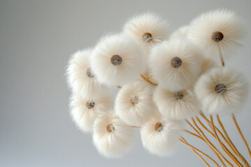 Close-Up of White Fluffy Abstract Flowers Against a Plain Background