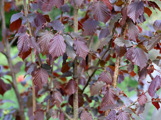 Red foliage of a popular hazelnut variety in spring