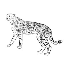 cheetah, vector sketch