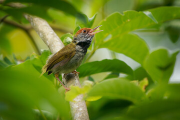 Dark-necked Tailorbird - Orthotomus atrogularis small songbird in Cisticolidae, Bangladesh, India...
