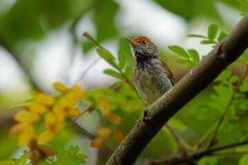 Dark-necked Tailorbird - Orthotomus atrogularis small songbird in Cisticolidae, Bangladesh, India and Southeast Asia, subtropical or tropical moist lowland forest and mangrove forest