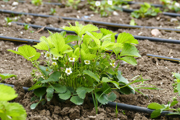 Close-up of strawberry seedlings greening and blooming in spring,