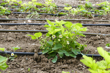 Close-up of vitamin-deficient and diseased strawberry seedlings greening and blooming in spring,