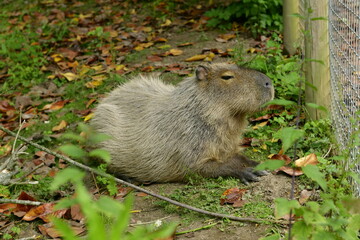 Capybara, A South American rodent sitting down.