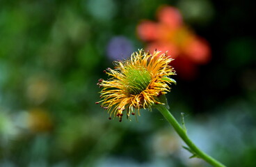 Welkende Blüte einer Roten Nelkenwurz