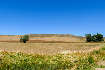 In the continental climate, wheat ears have begun to dry and harvest time is coming,