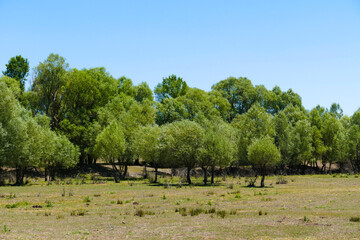 willow trees, one of the tree species of the continental climate, close-up of willow trees,