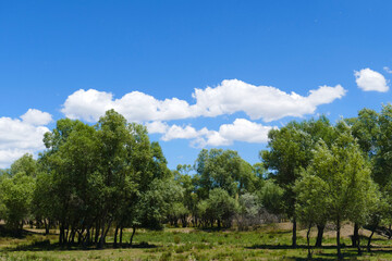 willow trees, one of the tree species of the continental climate, close-up of willow trees,
