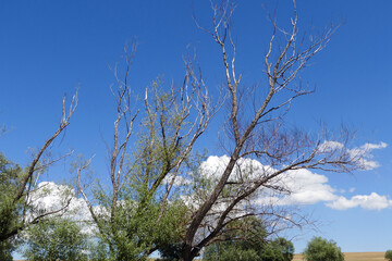 willow trees that are neglected and are starting to dry out due to drought,