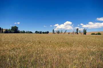 In the continental climate, wheat ears have begun to dry and harvest time is coming,