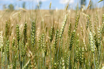 Close-up of wheat ears in a wheat field approaching harvest time,