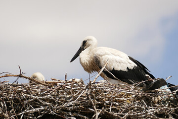 Storks return to their nests in spring and raise their young