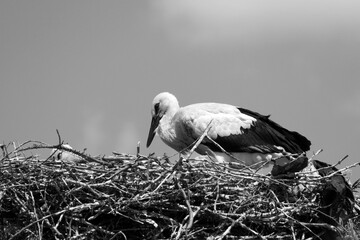 Storks return to their nests in spring and raise their young