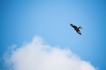 A small falcon flying in the blue sky