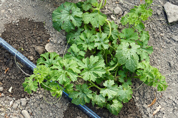 medicinal bitter melon plant planted in the garden, close-up of bitter melon plant,