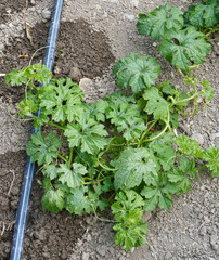 bitter melon plant, close-up shot of bitter melon plant,