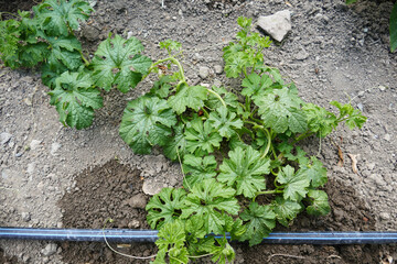 medicinal bitter melon plant planted in the garden, close-up of bitter melon plant,