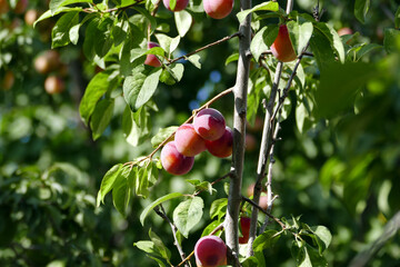 There are bunches of plums on the plum tree whose fruits are ripening,