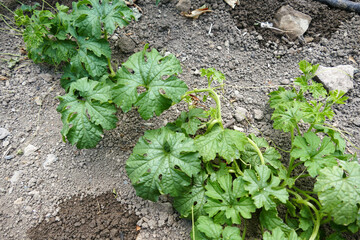 medicinal bitter melon plant planted in the garden, close-up of bitter melon plant,