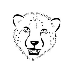 cheetah, vector sketch