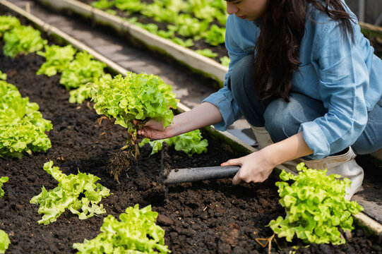 Young girl studying and learning about organic gardening together, Organic farming teamwork harvesting greens, Greenhouse crop care and Sustainable vegetable harvest in soil bed